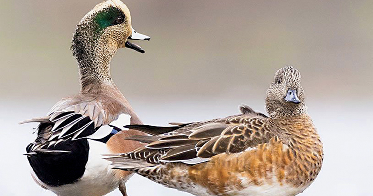 SITKA Spearheads Efforts to Restore Washington Wetlands